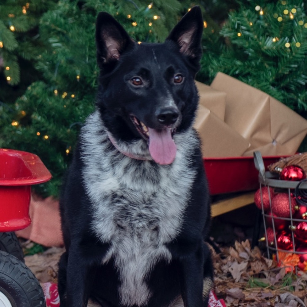 Meet your Posher, Shauna